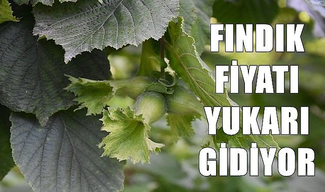 Fındık ihracatı rekor kırıyor!