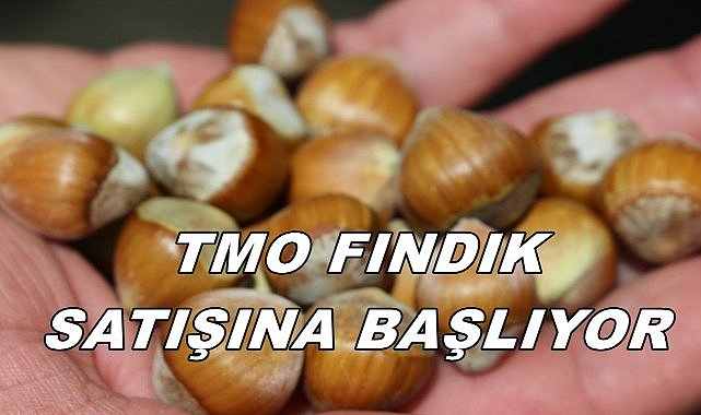 TMO Fındık Satış Fiyatını Açıkladı; Satışlar Başladı