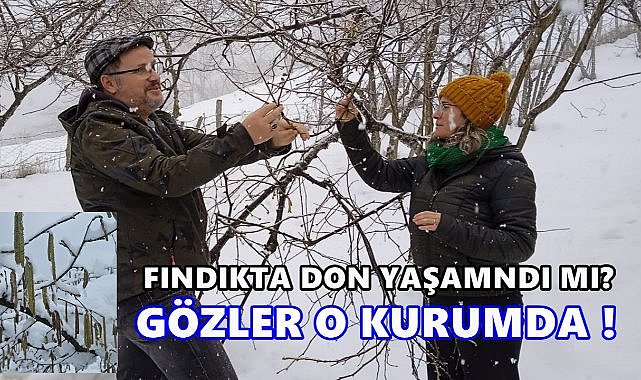 Fındıkta Zirai Don Yaşandı mı? Gözler O Kurumdan Gelecek Açıklamaya Çevrildi!