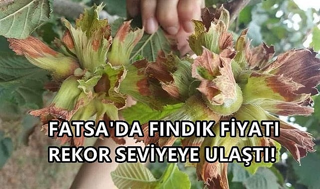Fatsa'da Fındık Fiyatı Rekor Yaptı; Duyan Tüccara Koştu!