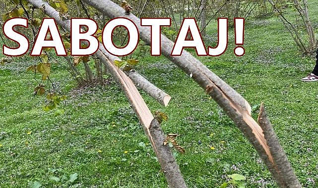 Fındık Bahçesine Sabotaj; Kumru'da Fındık Dallarını Kestiler!