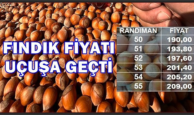 Fındık Fiyatı Uçuyor; Ordu'da 50 Randıman Fındık Zirveye Çıktı!
