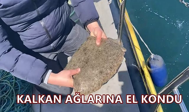 Kalkan Avı Yasak; Ordu'da Ağlara El Kondu Kalkanlar Denize Bırakıldı