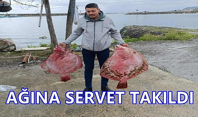 Ordu'da Dev Kalkan Balığı Avlandı; Tanesi 12 Bin TL'den Satıldı