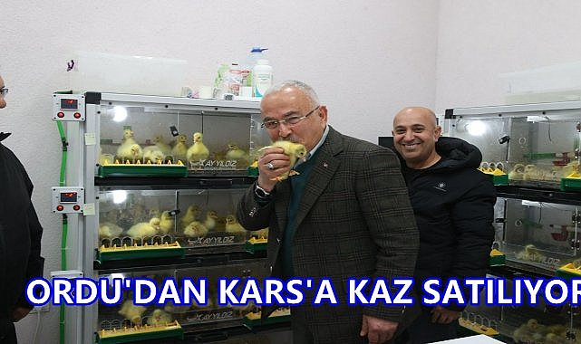 Ordu'dan Kazın Başkenti Kars'a Kaz Satışı Başladı