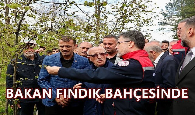 Tarım Bakanı Ordu'da Fındık Bahçesinde; Don ve Kokarca İncelemesi Yaptı